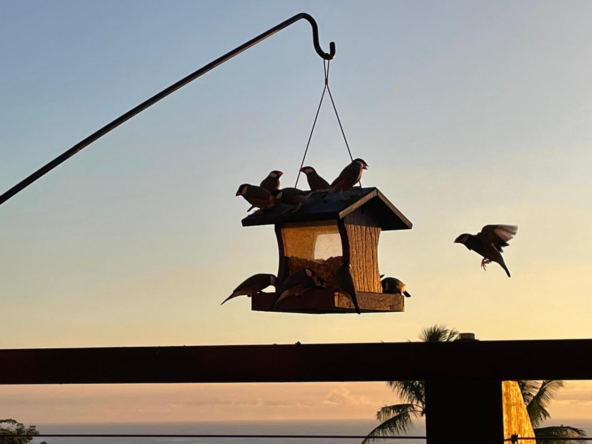 Hawaii Magic Skies Farmstay Paukaa Bagian luar foto